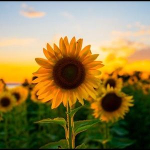 Meet your Posher, Alexa